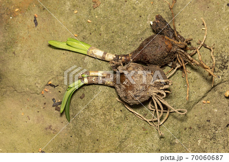 彼岸花 球根 70060687