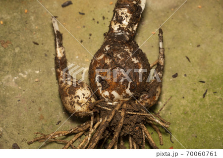 彼岸花 球根 70060761