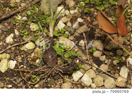 彼岸花 球根 彼岸花 球根 70060769