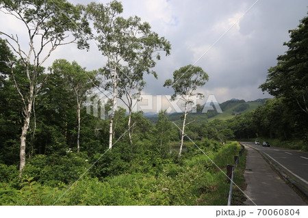 志賀高原の白樺林 70060804