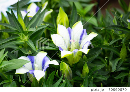 リンドウ 竜胆 学名 Gentiana Scabra 英名 Gentian 白と青のマーの写真素材