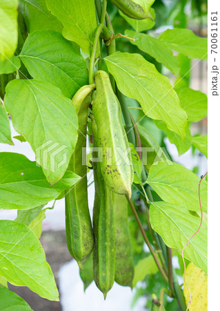 ナタマメ（なた豆・刀豆・鉈豆）（学名： Canavalia gladiata）の実（秋、日本） 70061161