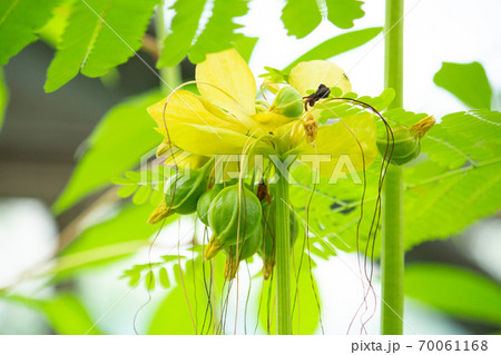 タシロイモ(田代芋、学名:Tacca leontopetaloides)別名:ポリネシアン・アロール タシロイモ(田代芋、学名:Tacca leontopetaloides)別名:ポリネシアン・アロール 70061168