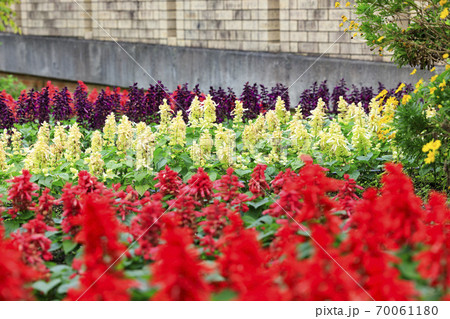 馬見丘陵公園 秋の花々 馬見丘陵公園 秋の花々 70061180