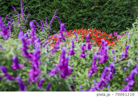 馬見丘陵公園 秋の花々 馬見丘陵公園 秋の花々 70061210