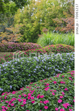 馬見丘陵公園　秋の花々 70061217