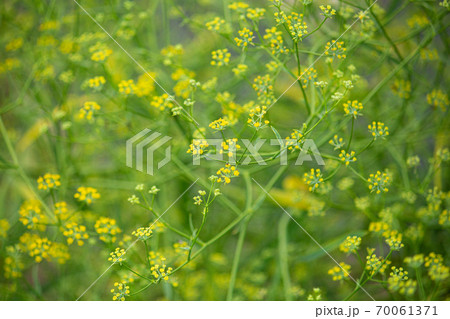 ミシマサイコ(三島柴胡、Bupleurum scorzonerifolium)、漢方薬原料、大柴胡湯 ミシマサイコ(三島柴胡、Bupleurum scorzonerifolium)、漢方薬原料、大柴胡湯 70061371