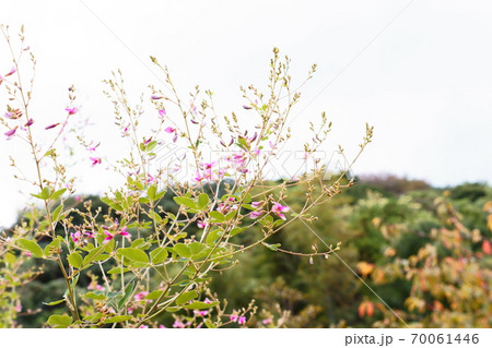 山と空に浮かぶ萩の花 山と空に浮かぶ萩の花 70061446