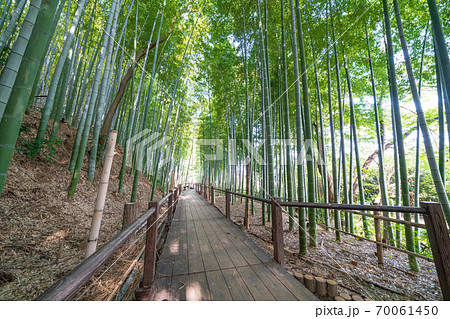 見沼通船堀公園の竹林 70061450