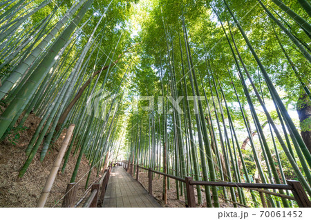 見沼通船堀公園の竹林 70061452