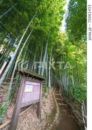 見沼通船堀公園の竹林 70061455