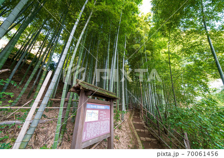 見沼通船堀公園の竹林 70061456