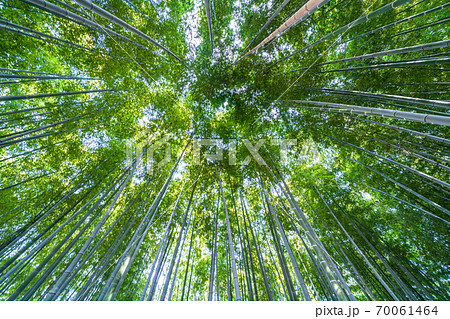 見沼通船堀公園の竹林 70061464