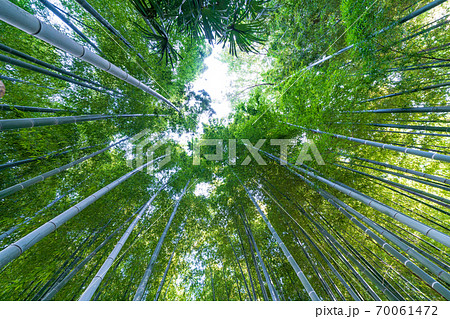 見沼通船堀公園の竹林 70061472