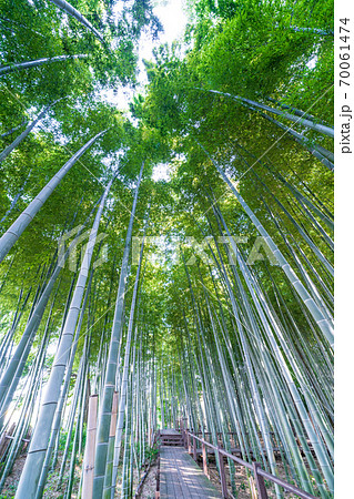 見沼通船堀公園の竹林 70061474