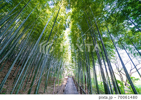 見沼通船堀公園の竹林 70061480