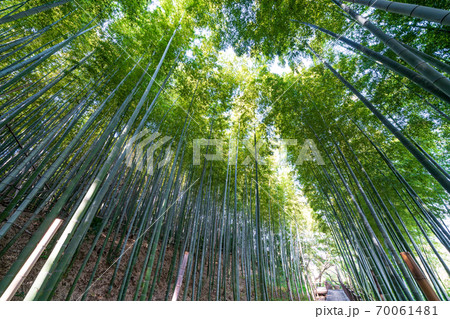 見沼通船堀公園の竹林 見沼通船堀公園の竹林 70061481