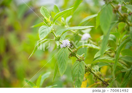 ニホンハッカ 薄荷 の花 日本 9月撮影 の写真素材