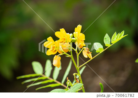 ハブソウ(波布草)の花、学名:Senna occidentalis、生薬名:ボウコウナン ハブソウ(波布草)の花、学名:Senna occidentalis、生薬名:ボウコウナン 70061782