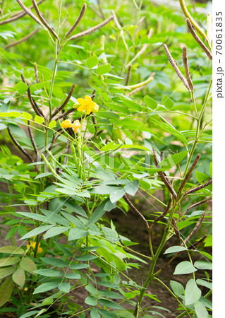 ハブソウ(波布草)の花と鞘、学名:Senna occidentalis、生薬名:ボウコウナン ハブソウ(波布草)の花と鞘、学名:Senna occidentalis、生薬名:ボウコウナン 70061835