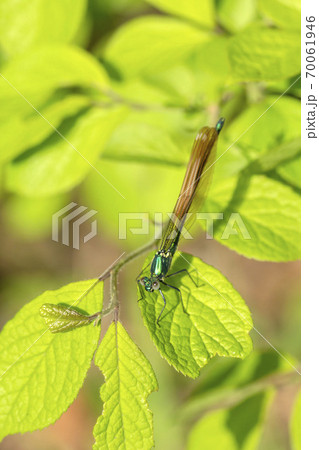 カワトンボ 70061946