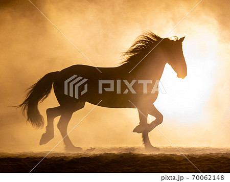 Big Frisian horse in smokey setting Big Frisian horse in smokey setting 70062148