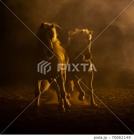 Two horses in smokey setting 70062149