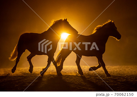 Two horses in smokey setting Two horses in smokey setting 70062150
