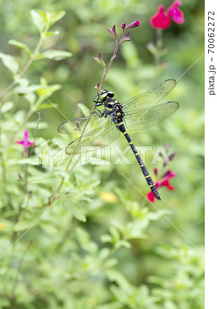 オニヤンマ 70062272