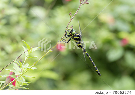 オニヤンマ 70062274