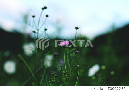 開花前のコスモス 70062282