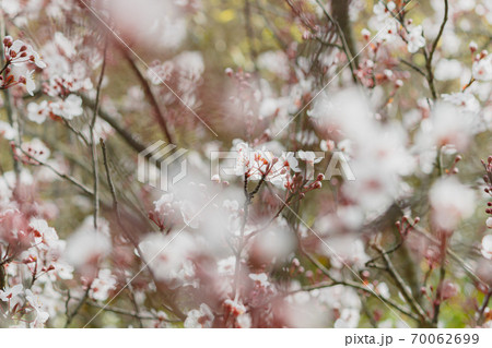 ベニスモモの花 ベニスモモの花 70062699