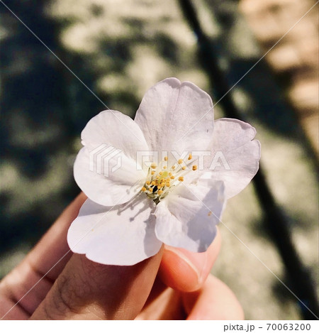 手に持った一輪の桜の花と背景の木漏れ日の写真素材