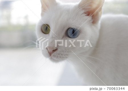 白猫目の色違うの写真素材
