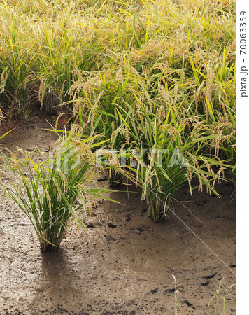 農業イメージ（稲作） 70063359