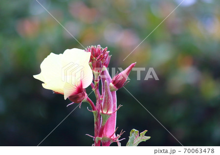 赤オクラの実と花 赤オクラの実と花 70063478