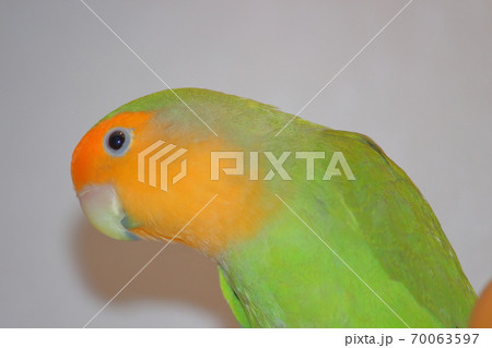 首をかしげるコザクラインコ 70063597