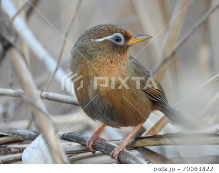 周囲を警戒する野に住むガビチョウ 70063822