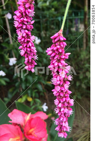 垂れ下がったピンクの花の写真素材