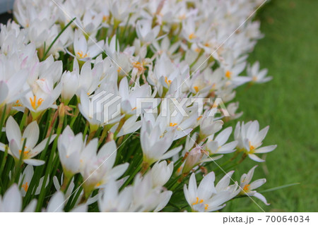白いクロッカス 70064034