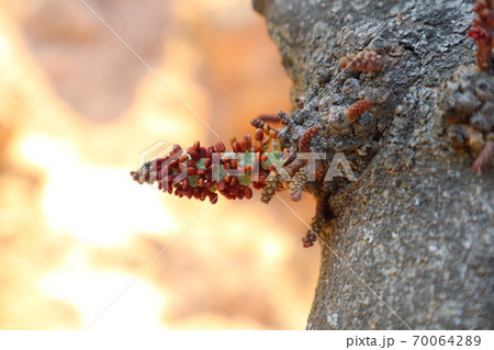 キャロブの木の花 70064289