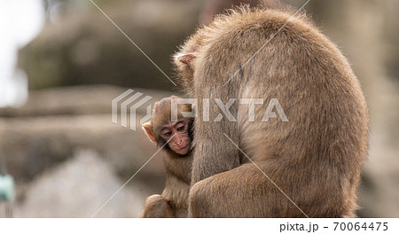 可愛い子ザルの写真素材