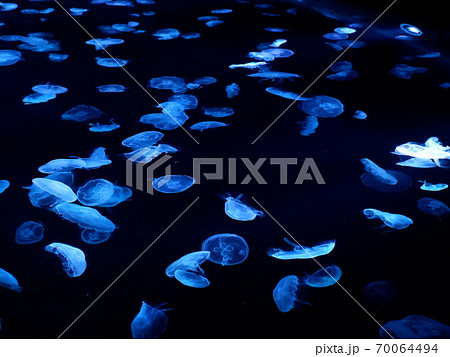 くらげ すみだ水族館 くらげ すみだ水族館 70064494