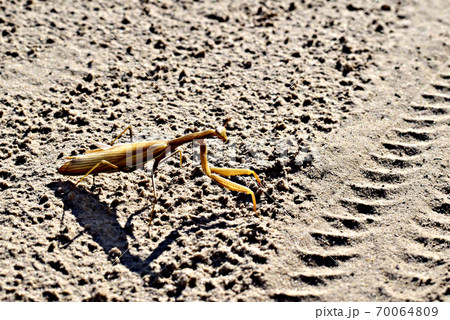 A praying mantis is waiting for a victim sitting on the road. 70064809