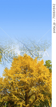 紅葉の輝き　黄金色　黄葉の銀杏 70064942