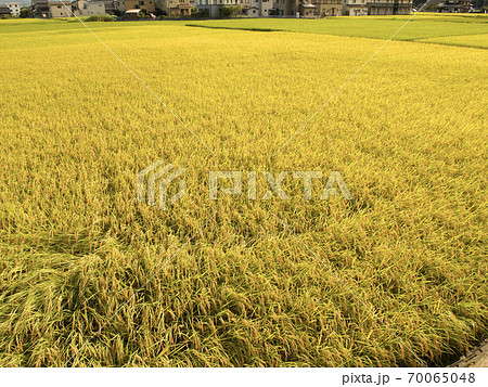 【新潟県佐渡市】空と黄金の稲　稲作全体の風景 70065048