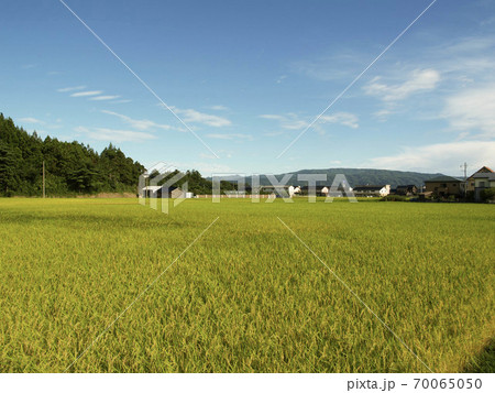 【新潟県佐渡市】空と黄金の稲　稲作全体の風景 70065050