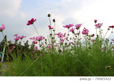 コスモス 花 植物 70065422