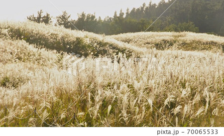 秋の生石高原 ススキの草原 和歌山県海草郡紀美野町の写真素材