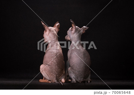 Maidens naked doggies sit a back to the viewer 70065648